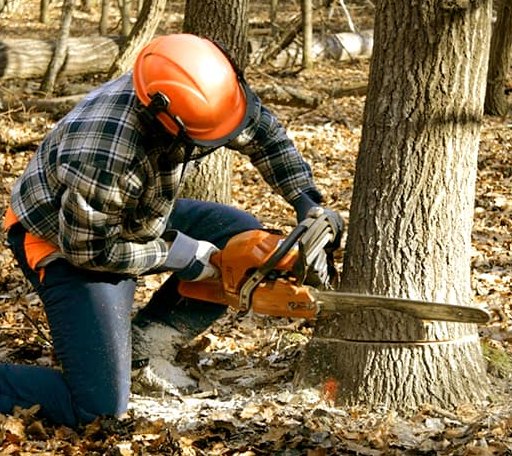 Tree Removal in Bretz, WV